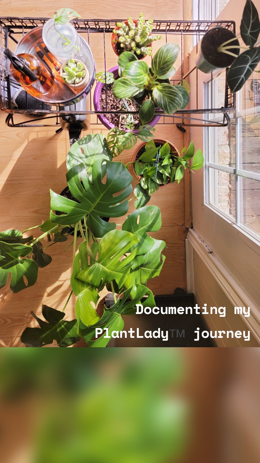 Documenting my PlantLady™️ journey